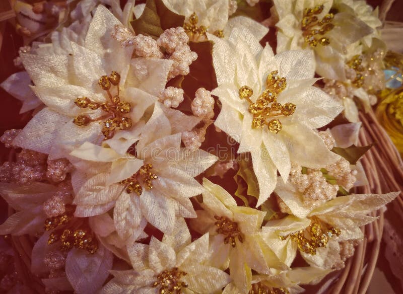 Christmas poinsettias, Christmas poinsettias with vintage effect