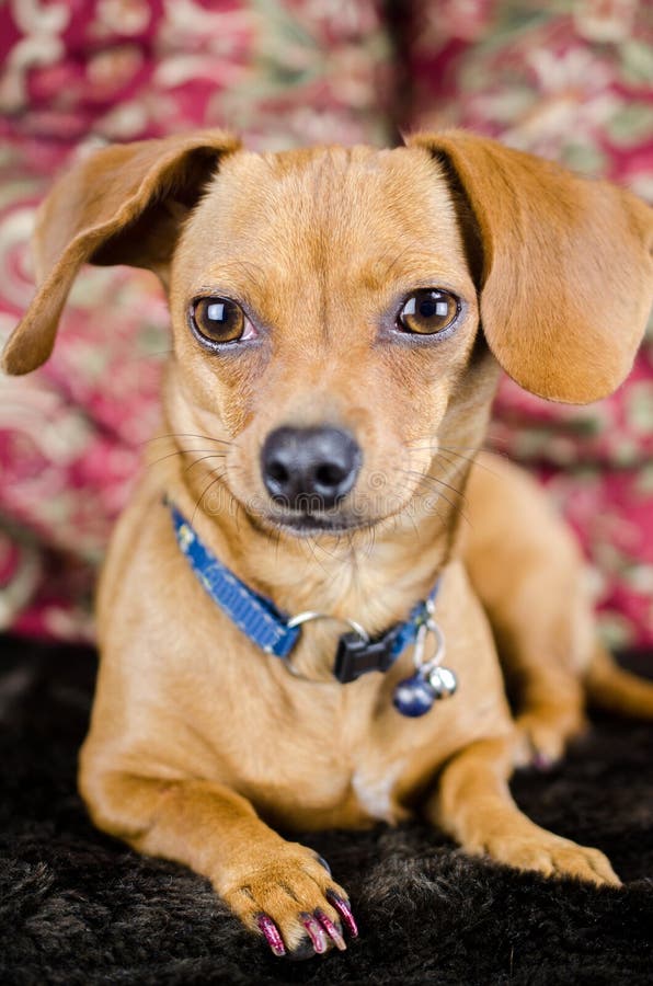 Chiweenie Dachshund Chihuahua, Chiweenie Dachshund Chihuahua Adoption Photo for Walton County Animal Control, Georgia, waltonpets