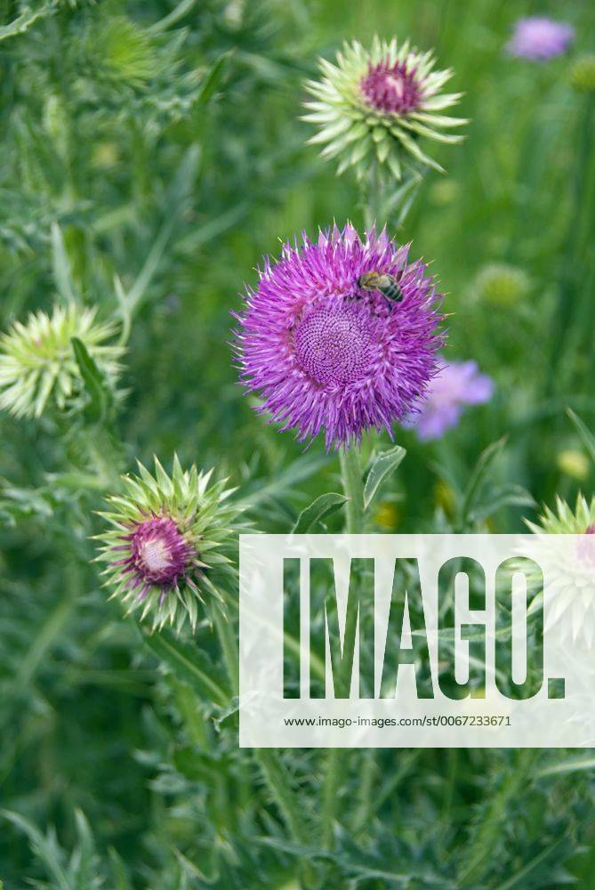 Nickende Distel (Carduus nutans), bluehend, Frankreich, Auvergne musk thistle, nodding thistle (Carduus nutans), blooming, France, Auvergne BLWS212169
