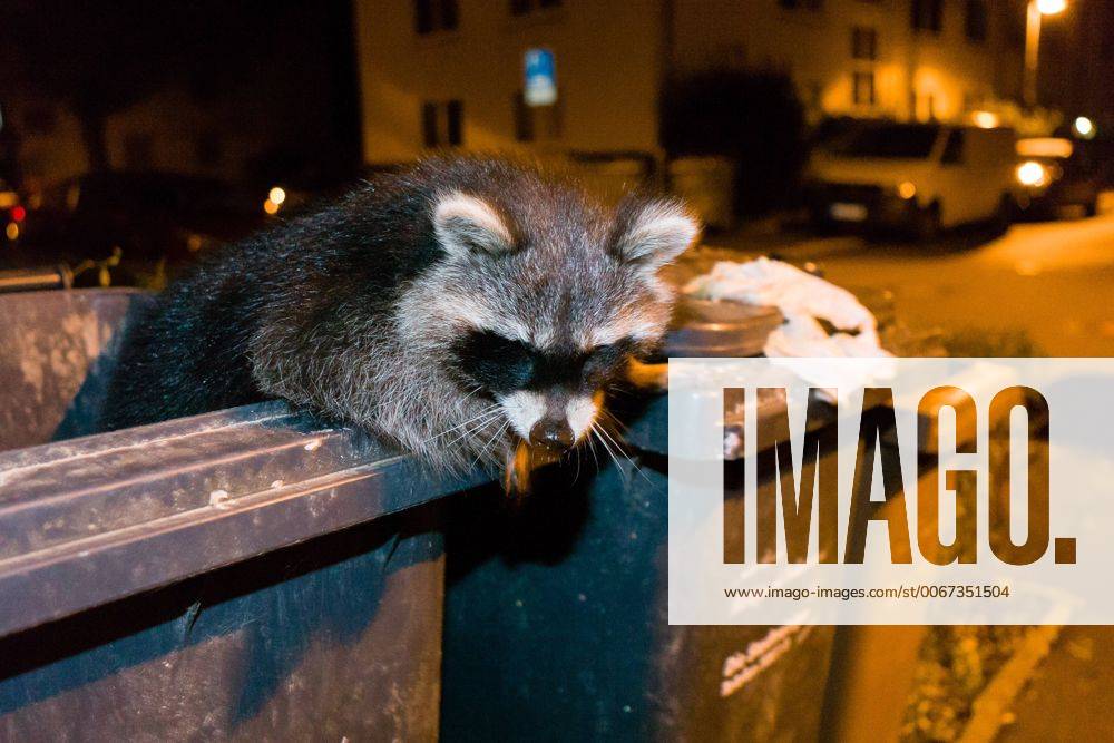 Waschbaer nachts in Kassel beim durchwuehlen von Muelltonnen und fressen der Reste von Lebensmittel