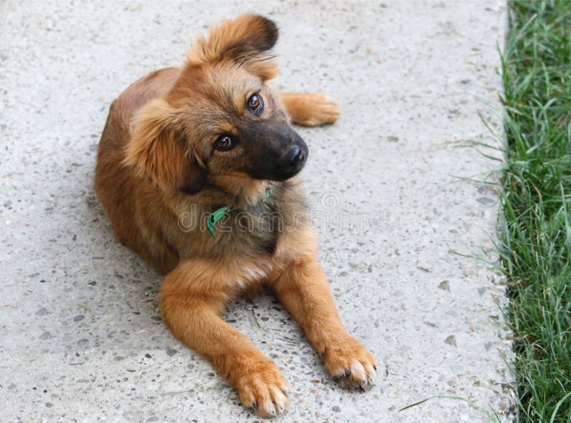 My soul, Kyra, My soul, my heart, Kyra. Someone told me: A puppy comes to the man who needs a soul, to take care of him, to love him and to calm him down. He`ll never leave. Don`t shop please ADOPT.