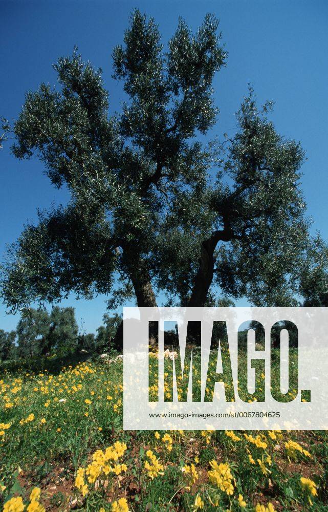 Kultur-Oelbaum, Kultur-Olivenbaum, Oelbaum, Olivenbaum (Olea europaea ssp. sativa), Olivenhain, Italien olive tree (Olea europaea ssp. sativa), olive trees, Italy BLWS055020