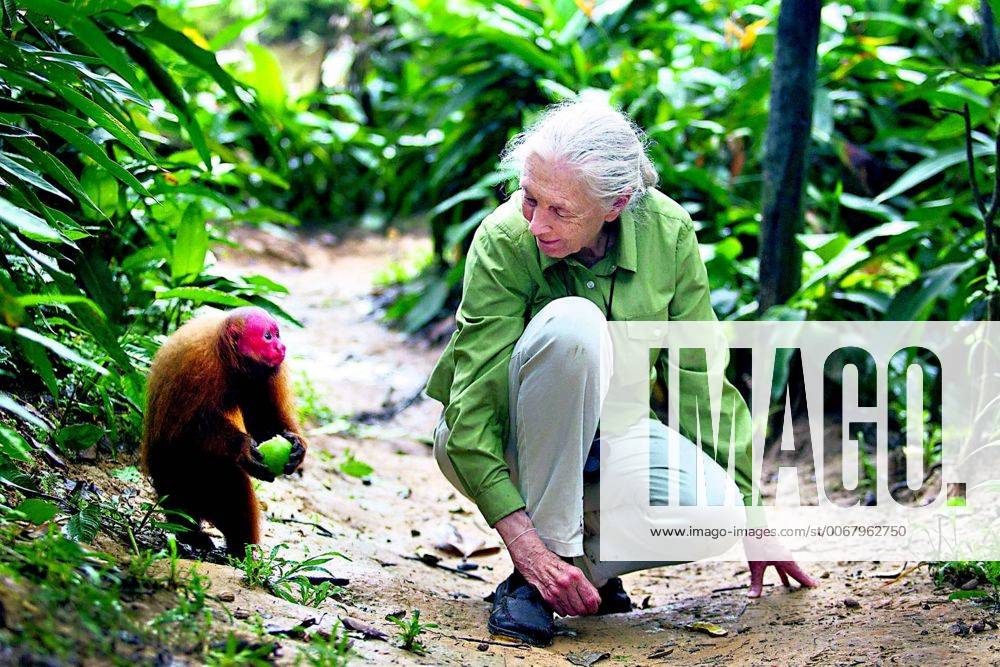 IMAGO ICONS: Jane Goodall Nov. 21, 2013 - ECO, PerÃƒÆ’Ã‚ - IQUITOS, 21 DE NOVIEMBRE DEL 2013..JANE GOODALL VISITO ALBERGUE Y CENTRO DE RESCATE EN IQUITOS...FOTO: ENRIQUE CUNEO EL COMERCIO. - ZUMAp94