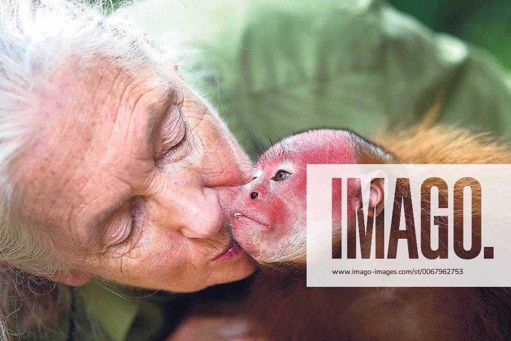 IMAGO ICONS: Jane Goodall Nov. 21, 2013 - ECO, Perà- 21 DE NOVIEMBRE DE 2013..JANE GOODALL VISITO EN IQUITOS UN REFUGIO Y CENTRO DE RESCATE DE VARIAS ESPECIES AMAZONICAS...FOTO: ENRIQUE CUNEO EL COMERCIO. - ZUMAp94