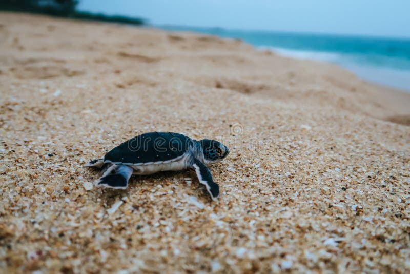 Newborn baby sea turtle reachting the ocean, Sri Lanka, Freshly hatched baby sea Turtle on a beach in Sri Lanka
