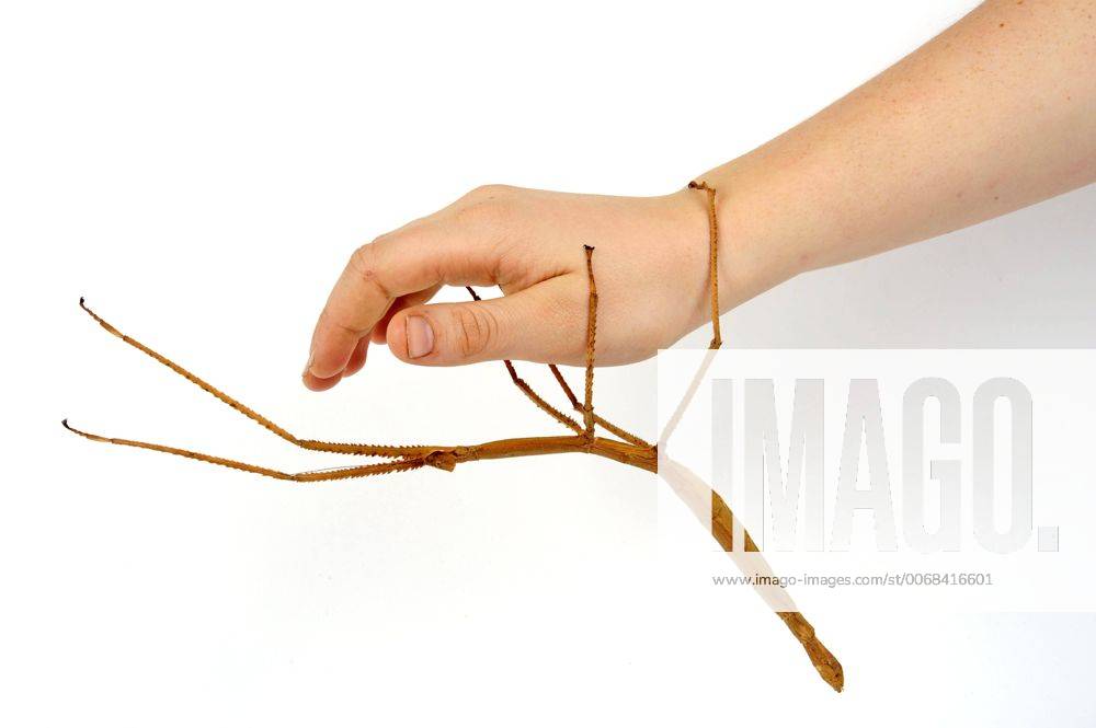 Riesenstabschrecke, Riesen-Stabschrecke, Braune Riesenastschrecke (Pharnacia biceps), haengt an einer Hand, Freisteller Giant Green Stick Bug (Pharnacia biceps), on a hand, cut-out BLWS413643