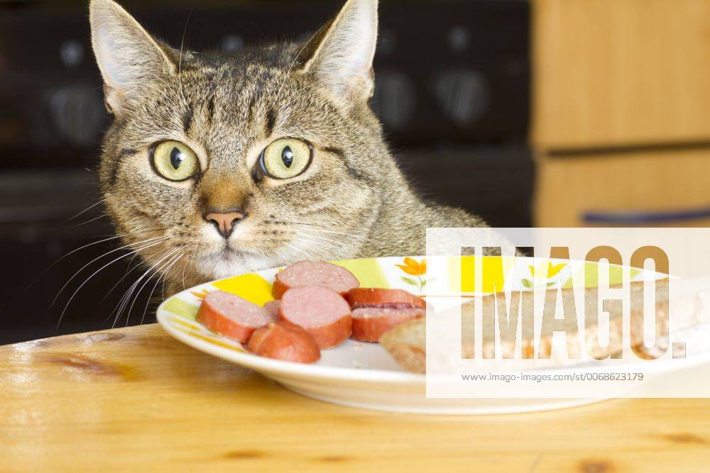 Katze auf Esstisch 1045600492