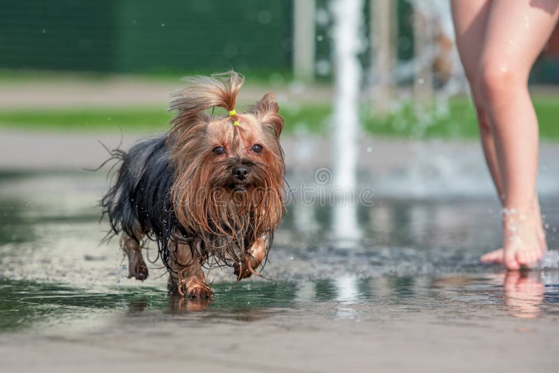 Heat wet yorkshire terrier bathes in a pedestrian fountain, Summer heat wet yorkshire terrier bathes in a pedestrian fountain
