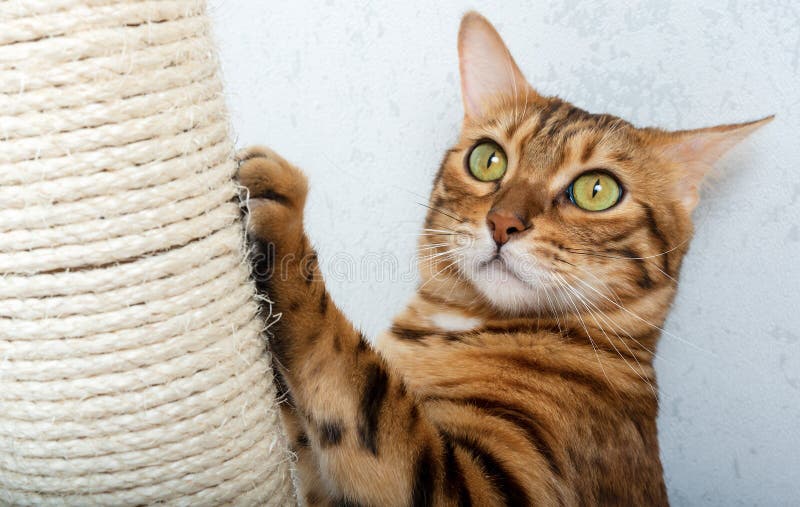 Bengal shorthair cat with a scratching post. The cat is scratching her nails, Bengal shorthair cat with a scratching post. The cat is scratching her nails. Pet care