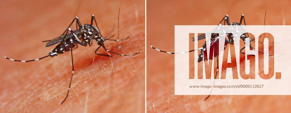 Asiatische Tigermuecke, Tropische Tigermuecke, Dengue-Muecke, Denguemuecke, Zika-Muecke, Zikamuecke (Stegomyia albopicta, Aedes albopictus, Cryptus albopictus, Culex albopictus), stechend, zu Beginn und vollgesogen, Uebertraeger von Krankheiten wie Chikungunyafieber, Denguefieber und des Zika-Virus, Deutschland Tiger mosquito, Asian tiger mosquito, Forest mosquito (Stegomyia albopicta, Aedes albopictus, Cryptus albopictus, Culex albopictus), stinging, vector of diseases like Chikungunya and Dengue fever and the zika virus, Germany BLWS416226