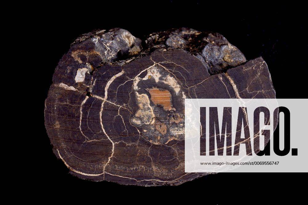 Cross-section of a polymetalic deep sea nodule, rich in Manganese and Cobalt, from the Blake plateau (800m deep) off the coast of South Carolina, USA. 1467680 JohnxCancalosi