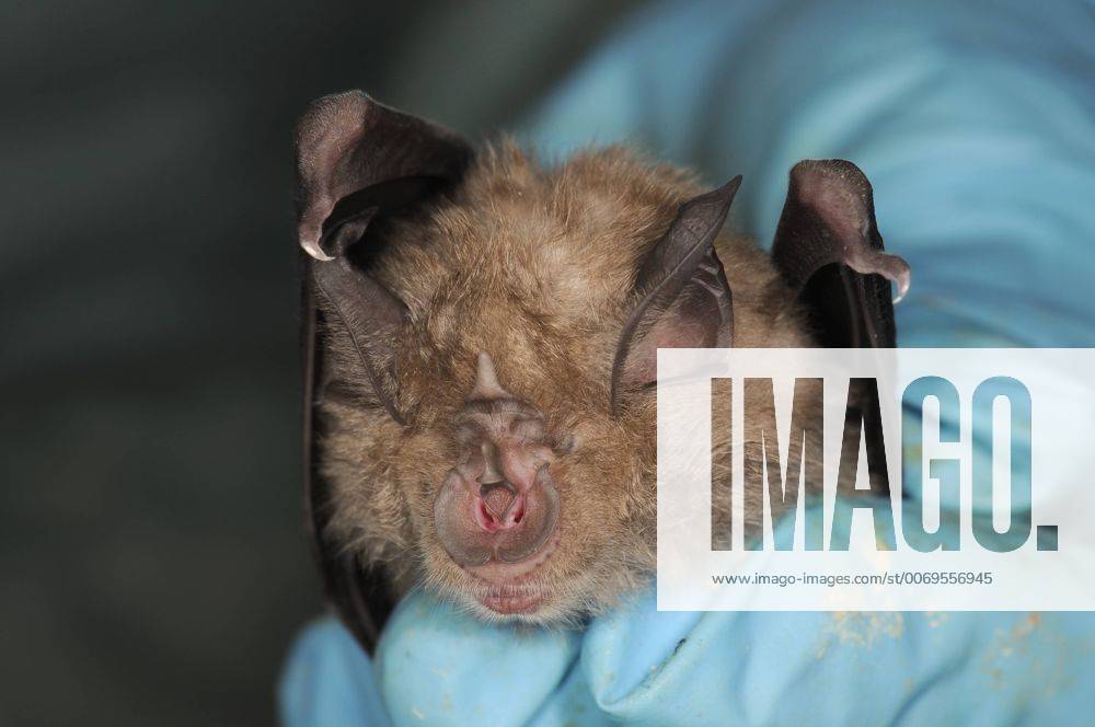 Close up of a Greater horseshoe bat (Rhinolophus ferrumequinum) held in a scientist s hand during a winter hibernation survey in an old Bath stone mine, Bath and Northeast Somerset, UK, January. Model released. 1467842 NickxUpton