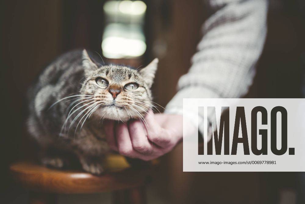 Man s hand stroking tabby cat model released Symbolfoto property released RAEF000862