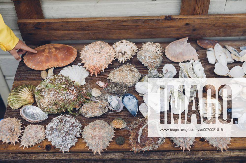 Assortment of different crabs and mussels model released Symbolfoto MJF001810