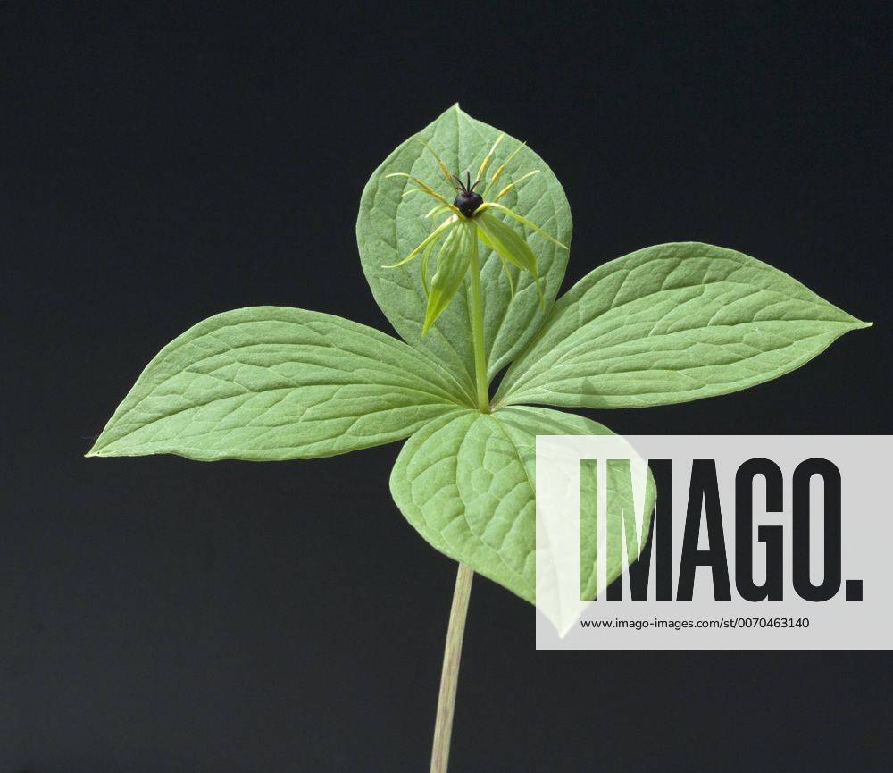 Einbeere; Paris quadrifolia !AUFNAHMEDATUM GESCHÄTZT!