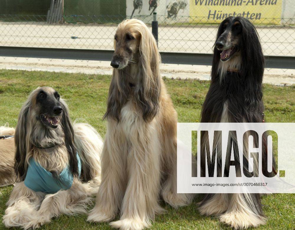 Afghane; Afghanischer; Windhund; Hund; !AUFNAHMEDATUM GESCHÄTZT!