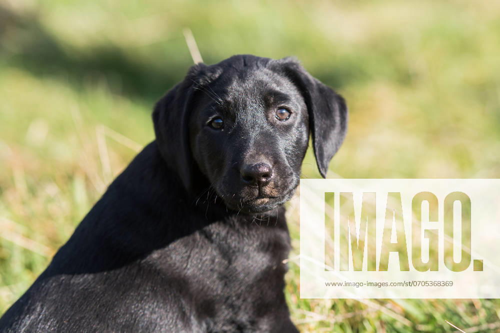 Black Labrador puppy portrait ,model released, Symbolfoto