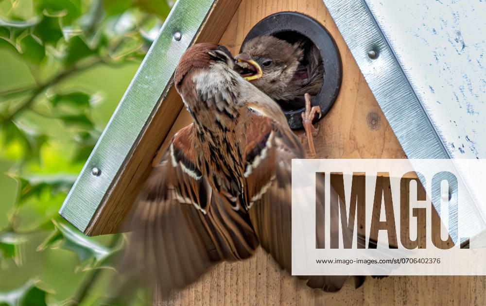 Tree sparrow, sparrow feeds young in a nesting box, Bavaria, Germany, Europe Tree sparrow, sparrow feeds young in a nesting box, Bavaria, Germany, Europe