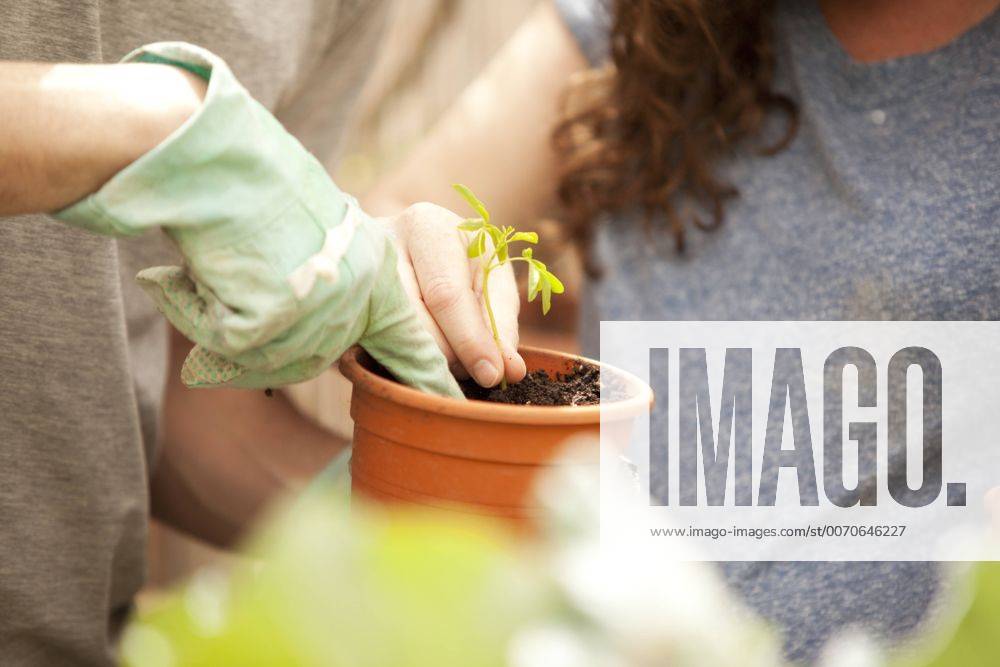 Man and woman planting Moringa seedling model released Symbolfoto property released MFRF000517