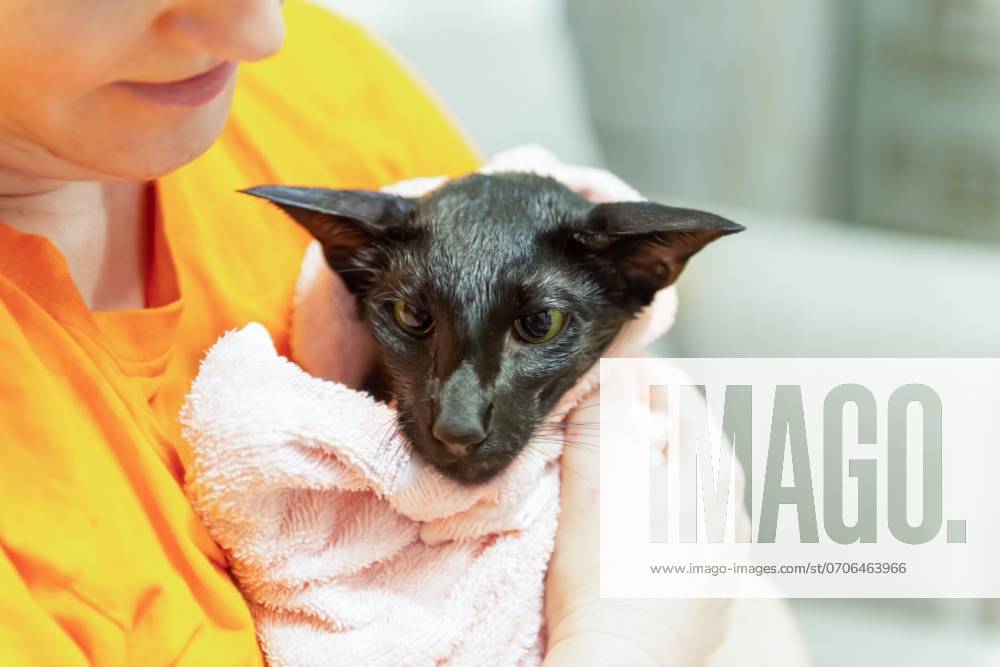Woman with black wet cat after washing in bath ,model released, Symbolfoto