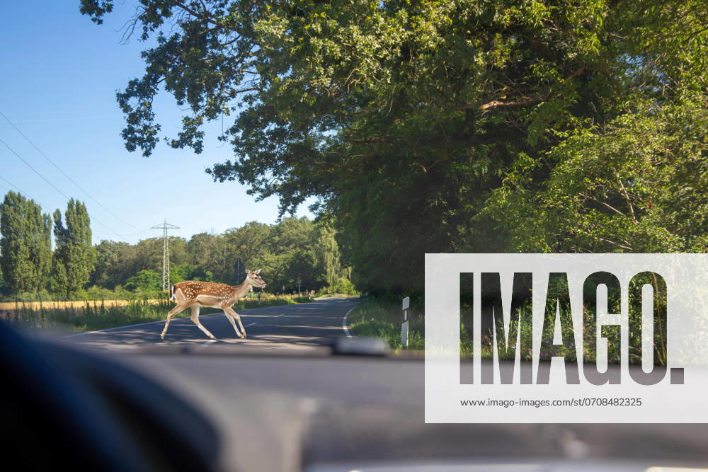 Symbolic image Danger from wildlife crossing A deer crosses the road in front of a car Composing