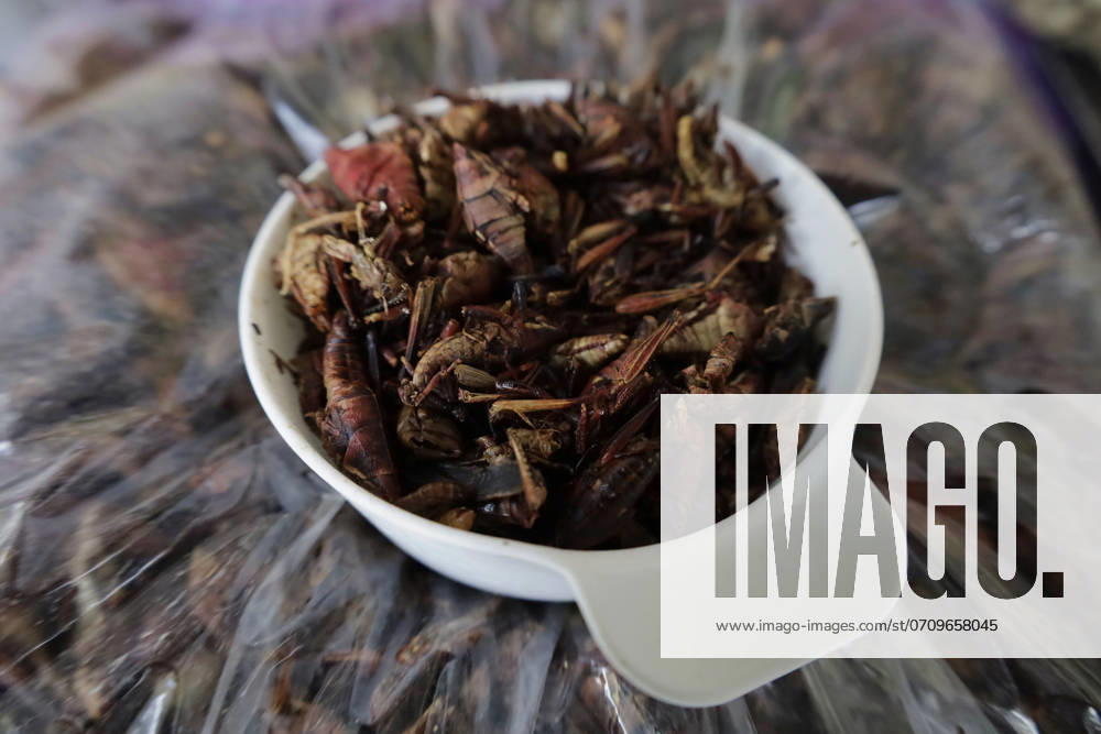 Pre-Hispanic Gastronomy Fair In Mexico View of dried grasshoppers at the Pre-Hispanic Food Fair 2024 in the Macro Plaza in the Iztapalapa district of Mexico City, where food such as tlacoyos, sopes, quesadillas, huitlacoche, chilatole, and other dishes prepared with acociles, nopales, quelites, beans, and grasshoppers are on offer, on July 11, 2024. Mexico City Mexico