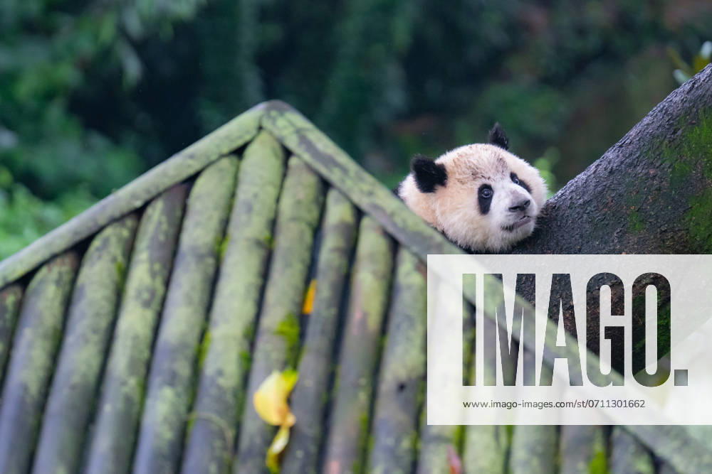 Giant Pandas Play at Chongqing Zoo A giant panda is playing at Chongqing Zoo in Chongqing, China, on July 14, 2024. Chongqing Chongqing China
