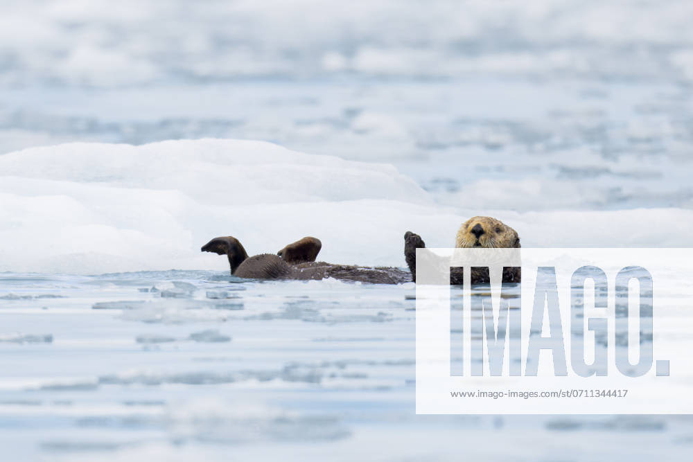 Sea Otter surrounded by icebergs in Alaska Seward, Alaska, United States CR_ATPL240714-1484324-01
