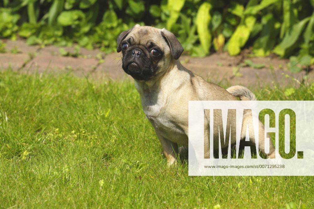 Mops (Canis lupus f. familiaris), junger Mops pinkelt auf einer Wiese, Seitenansicht, Deutschland Pug (Canis lupus f. familiaris), young pug peeing in a meadow, side view, Germany BLWS426304