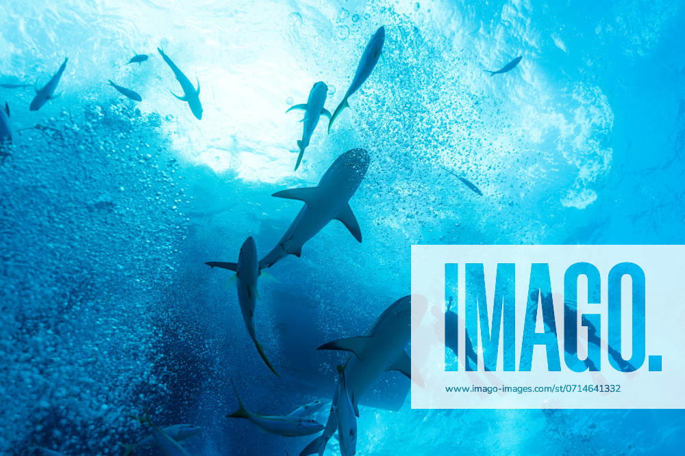 Sharks wait below the surface as divers jump in clear blue waters Bahamas, Central Eleuthera, The Bahamas CR_HDUN240718C-1457999-01