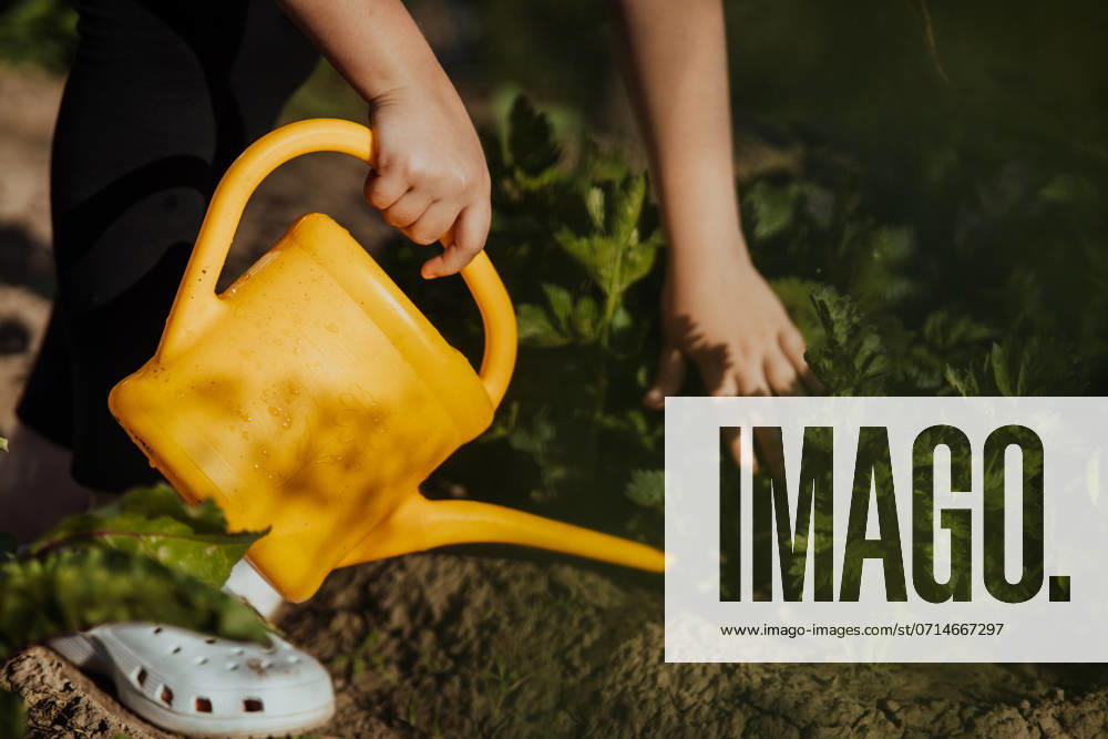 IMAGO Creative, Sommer, Sommertage im Garten A yellow watering can in a child s hand watering greens in the garden Novosibirsk, Novosibirsk Oblast, Russia R_IRIR240718-1490196-01 ,model released, Symbolfoto