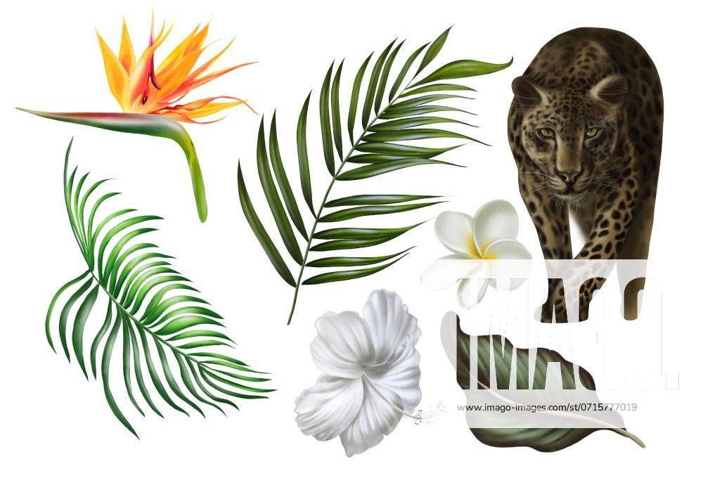 Beautiful digital set with tropical leaves, plumeria flowers and strelitzia flowers, animal leopard. Illustration. Beautiful digital set with tropical leaves, plumeria flowers and strelitzia flowers, animal leopard. ,model released, Symbolfoto