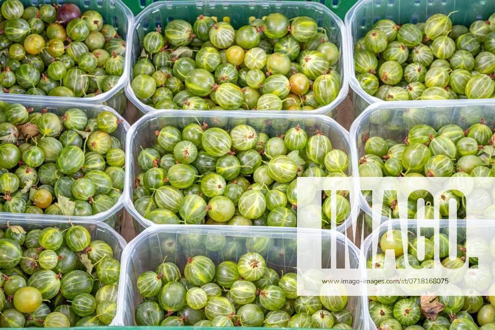 Green gooseberries for sale at a market, , , 10.09.2023,