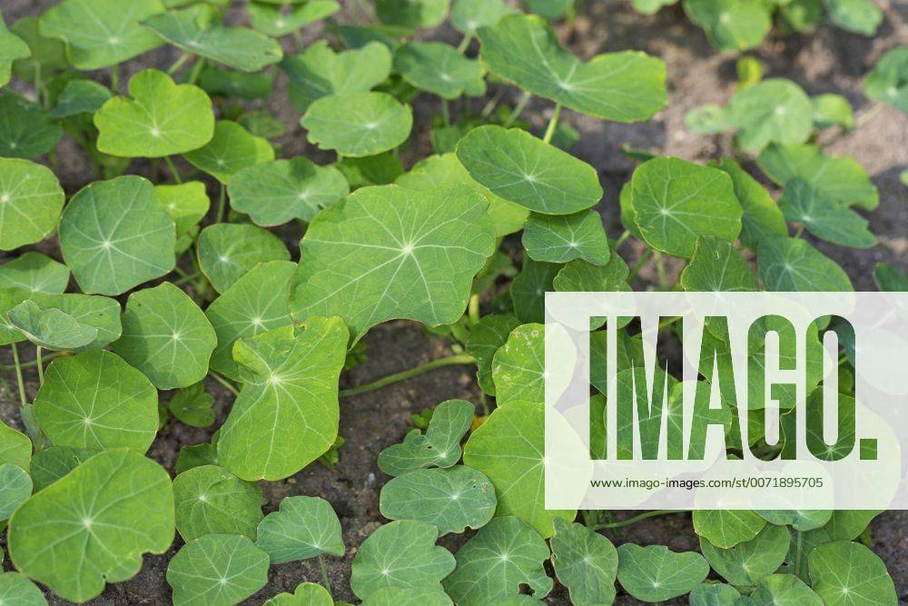 Grosse Kapuzinerkresse, Grosse Kapuziner-Kresse, Kapuzinerkresse, Kapuziner-Kresse (Tropaeolum majus), Jungpflanzen im Garten Indian cress, common nasturtium, garden nasturtium (Tropaeolum majus), young plants in the garden BLWS429715
