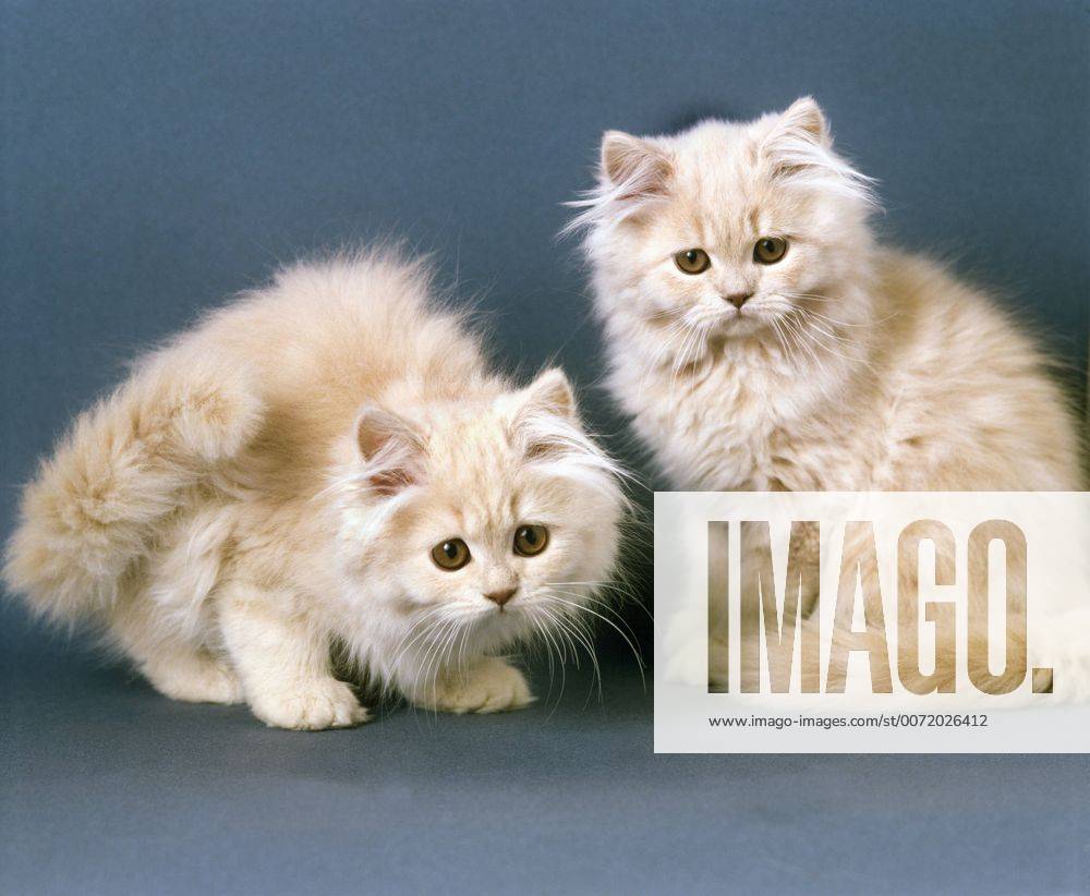Cream Persian Domestic Cat, Kitten against Blue Background