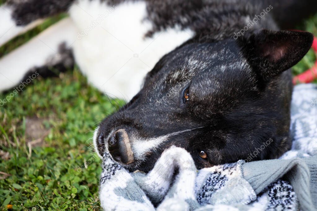 Beautiful black and white akita mutt dog. Mixed and cross-breed. Animal and pet photography.
