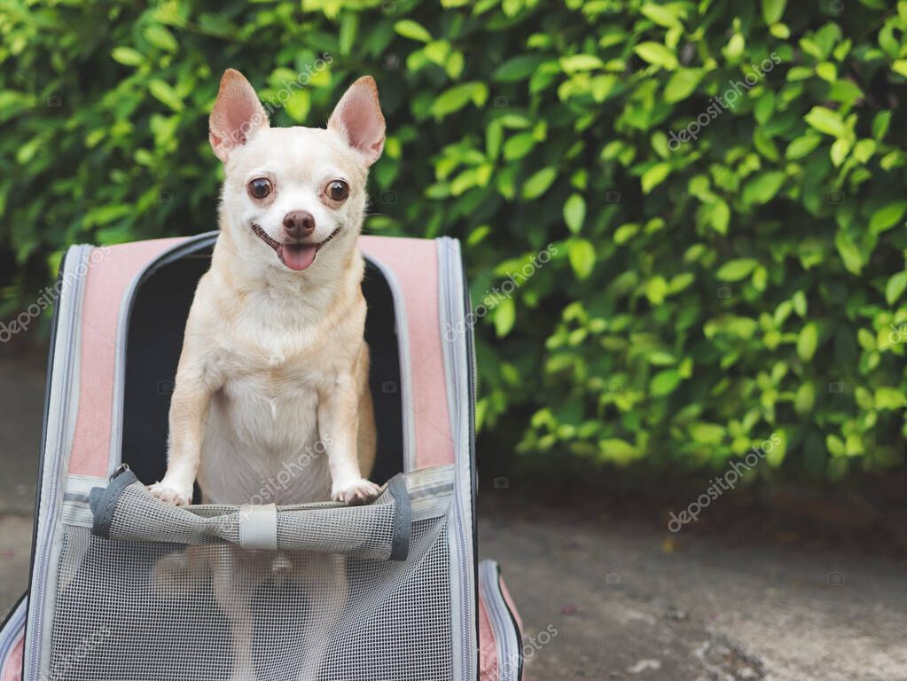 Portrait of happy brown short hair chihuahua dog standing in pet carrier backpack with opened windows, smiling and looking at camera.