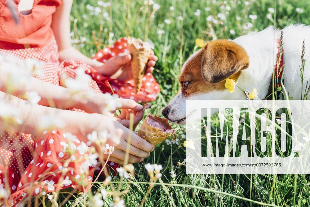 Girl holding ice cream cone for dog model released Symbolfoto property released MJF001952