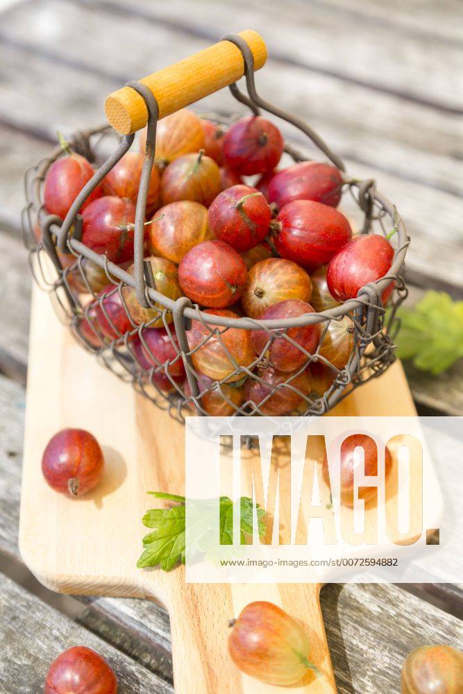 Wire basket of red gooseberries SARF002822
