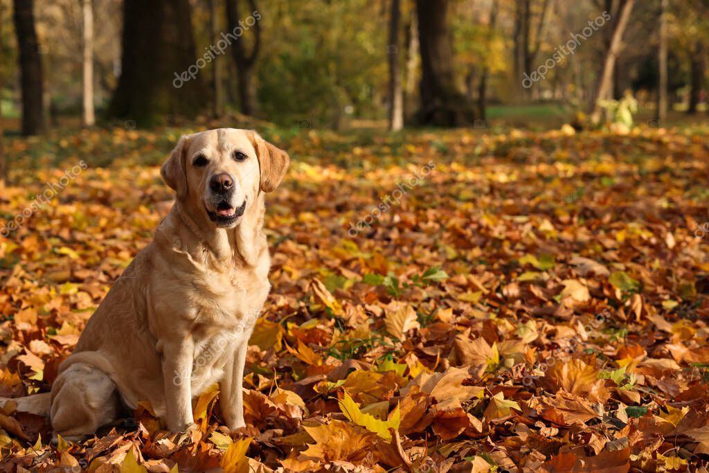 Cute Labrador Retriever dog on fallen leaves in sunny autumn park. Space for text