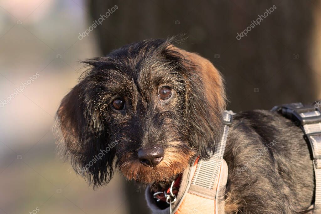 Cute wire haired dachshund face looking at the camera, dog portrait