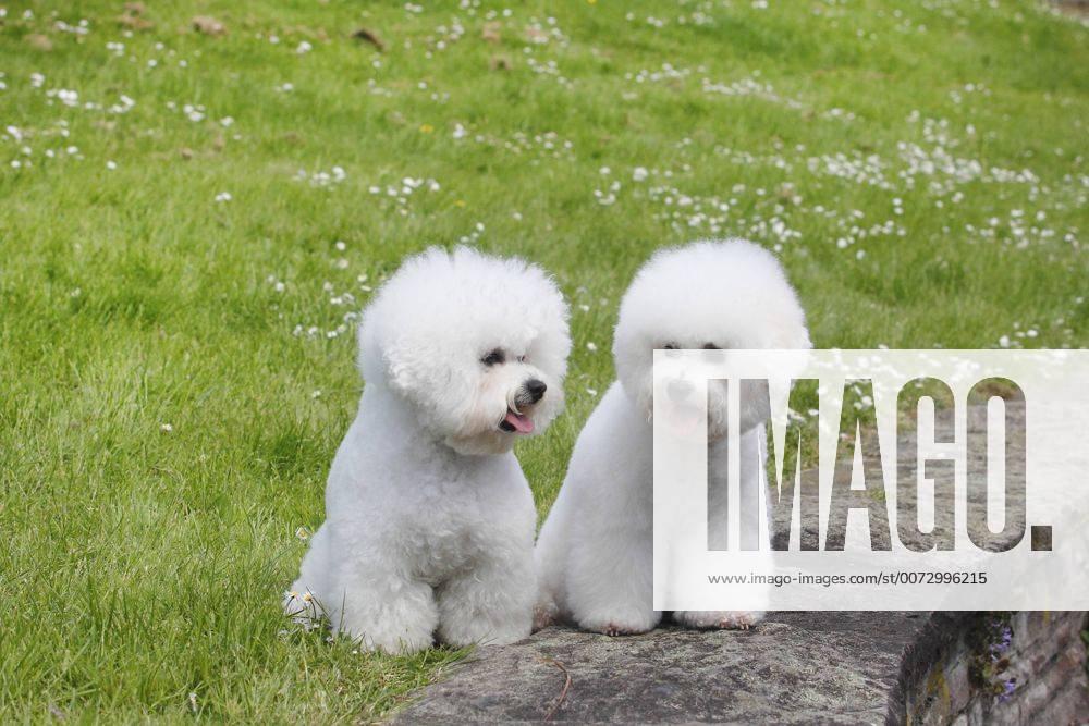 Bichon frisé (Canis lupus f. familiaris), Zwei Bichons auf der Wiese, Deutschland Bichon frisé (Canis lupus f. familiaris), two Bichon frisé in a meadow, Germany BLWS434605