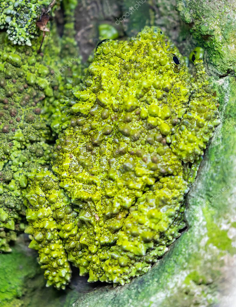 Close-up view of a Vietnamese mossy frog (Theloderma corticale)