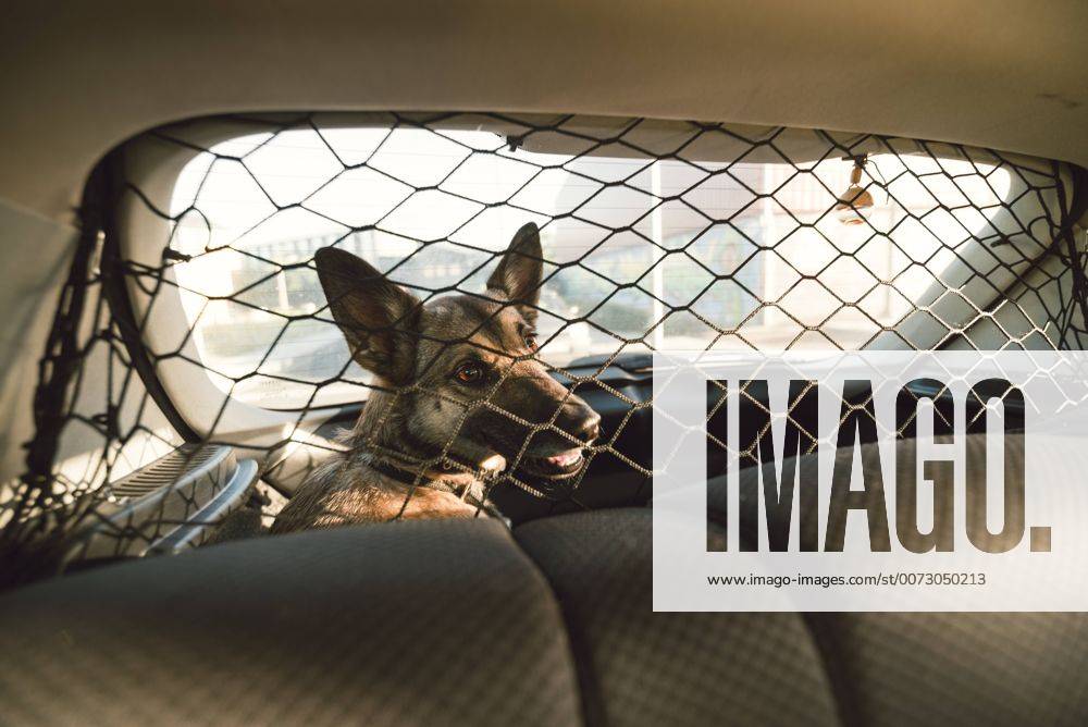 Dog in the trunk of a car property released RAEF001356