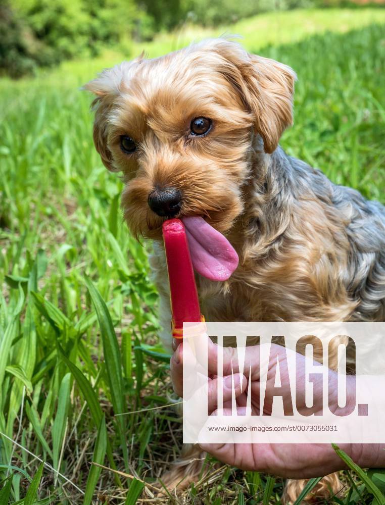 Yorkshire-Terrier, Yorkshire Terrier (Canis lupus f. familiaris), bekommt als Erfrischung in der Sommerhitze ein Eis zum Schlecken Yorkshire Terrier (Canis lupus f. familiaris), getting in the summer heat an ice for licking for refreshing BLWS435288