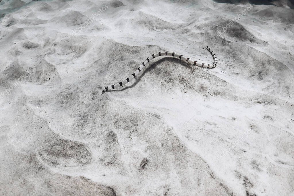 Striped sea snake on sea sandy bottom in tropical sea
