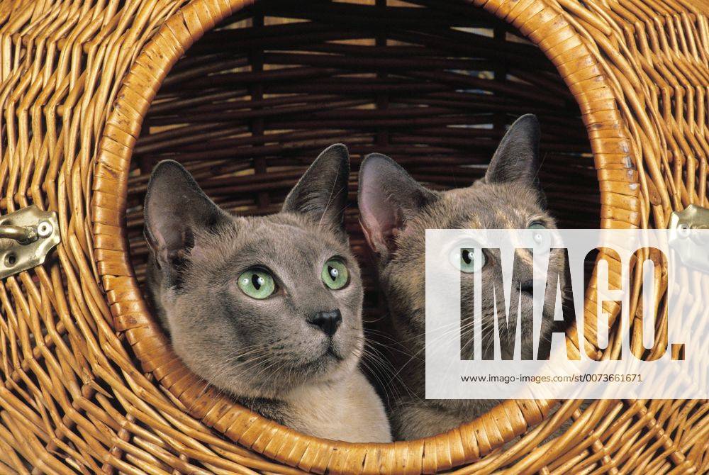 Tonkinese Domestic Cat standing in Basket