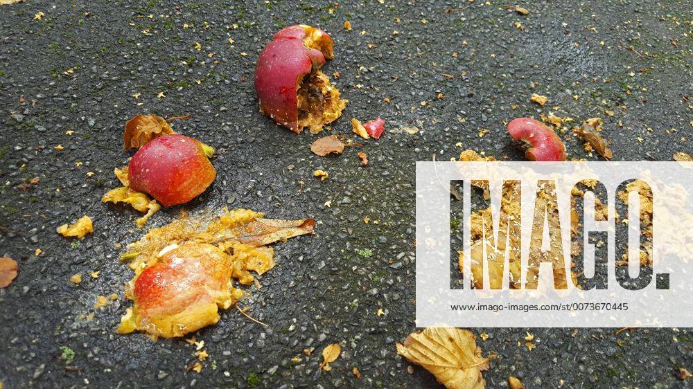 Apfel (Malus domestica), ueberfahrene Aepfel auf einem Parkplatz, Fallobst, Deutschland apple (Malus domestica), overrun apples on a parking lot, windfall, Germany BLWS437186