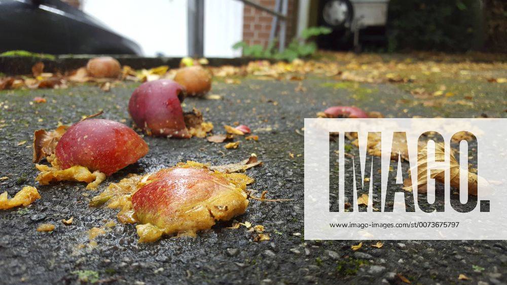 Apfel (Malus domestica), ueberfahrene Aepfel auf einem Parkplatz, Fallobst, Deutschland apple (Malus domestica), overrun apples on a parking lot, windfall, Germany BLWS437187