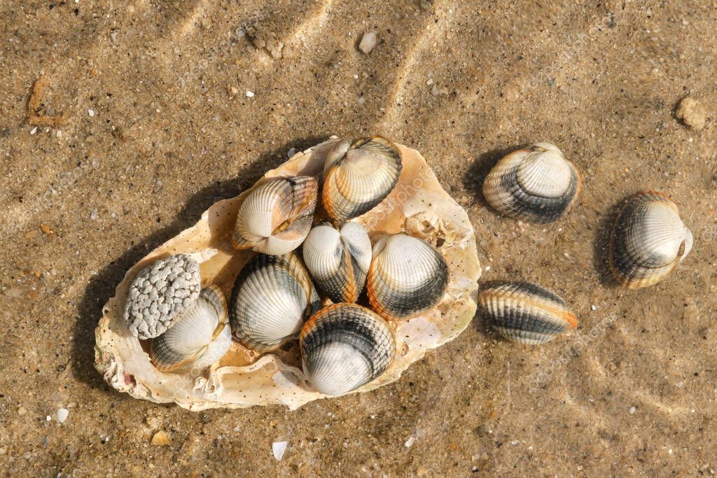 Common cockles underwater on seabed - species of edible saltwater clams